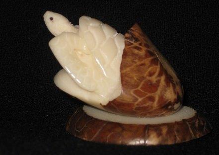 Turtle Hatching (small)