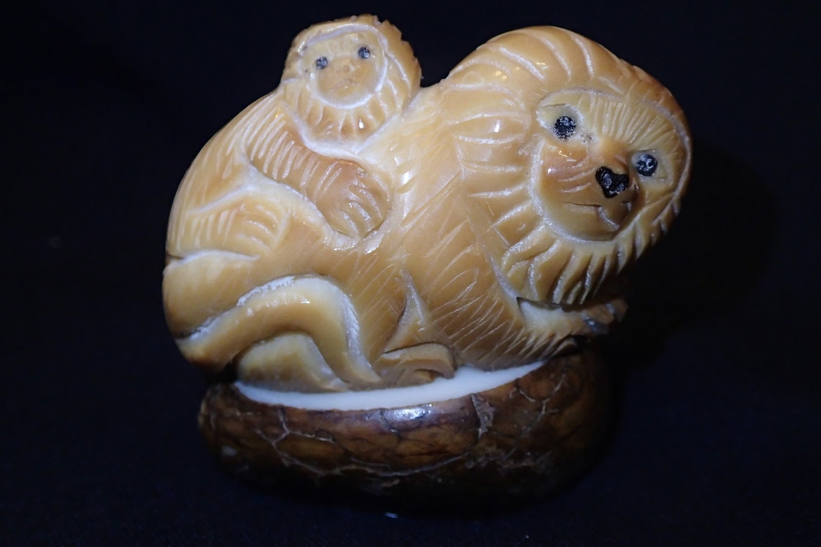 Golden Lion Tamarin & Baby