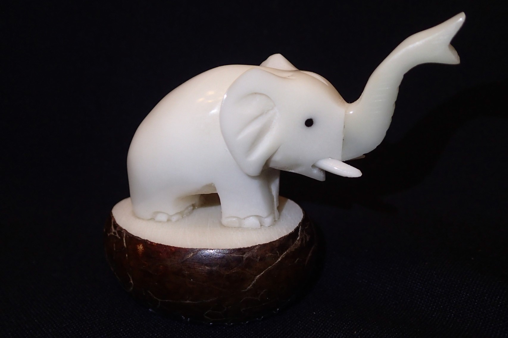Elephant (trumpeting) #3