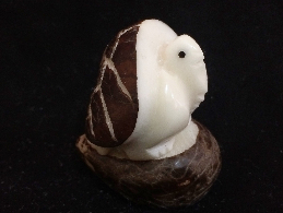 Galápagos Turtle (small)